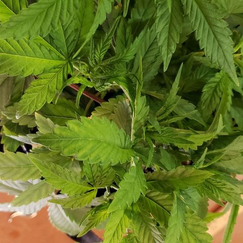 Hot Mess growlog photo: 13.5x13x7