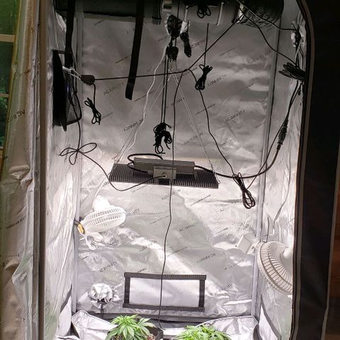 T-Dub (Trainwreck Heirloom) growlog timeline photo