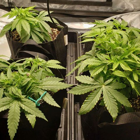 T-Dub (Trainwreck Heirloom) growlog timeline photo