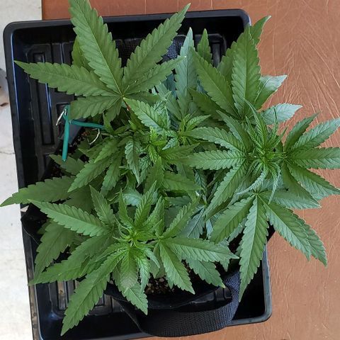 Girl Scout Cookie Extreme growlog photo: 13.5x13x5 inches