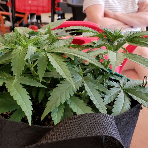 Girl Scout Cookie Extreme growlog photo: 13.5x13x5 inches