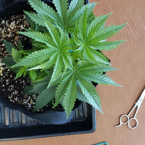 Trainwreck (Arcata cut) growlog photo: 10x10x5.75 inches