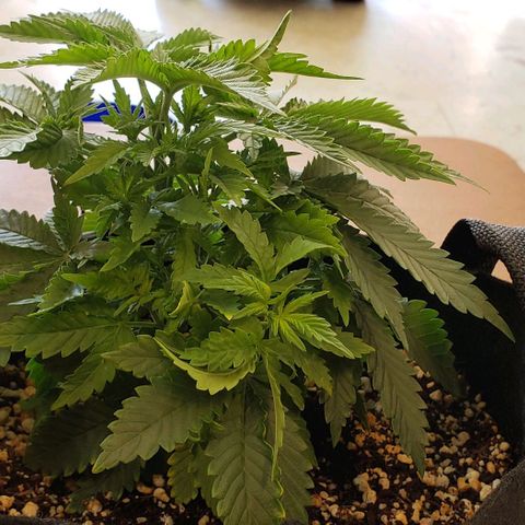 Trainwreck (Arcata cut) growlog photo: 10x10x5.75 inches