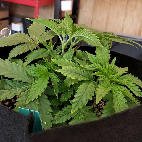 T-Dub (Trainwreck Heirloom) growlog photo: 10x9.5x5 inches