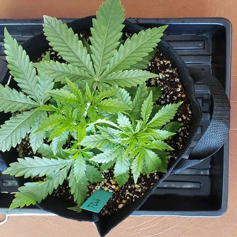 T-Dub (Trainwreck Heirloom) growlog photo: 10x9.5x5 inches