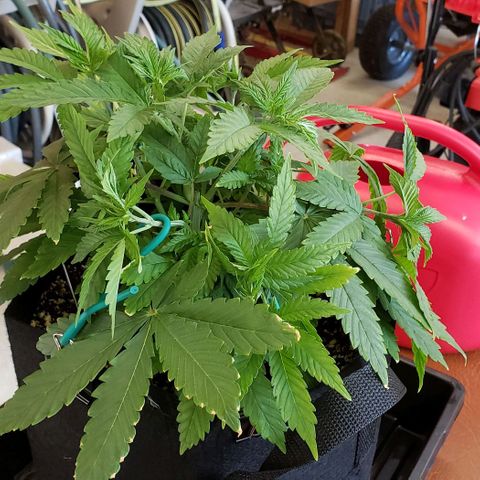 Hot Mess growlog photo: 12.5x12x7.5