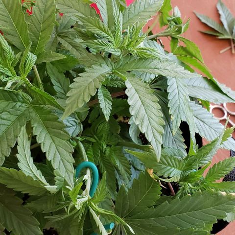 Hot Mess growlog photo: 12.5x12x7.5