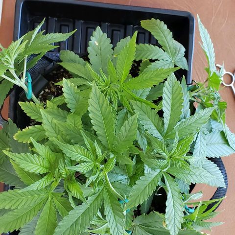 Hot Mess growlog photo: 12.5x12x7.5