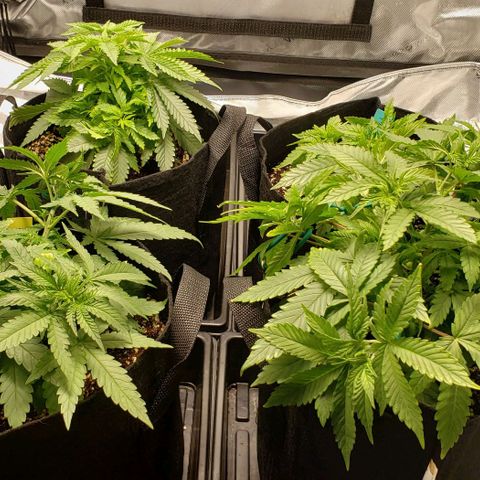 T-Dub (Trainwreck Heirloom) growlog timeline photo