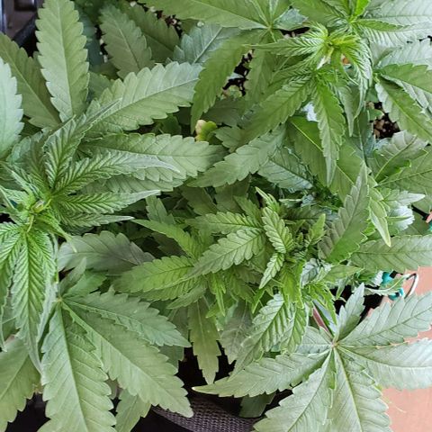 Girl Scout Cookie Extreme growlog photo: 13x12x5.5 inches