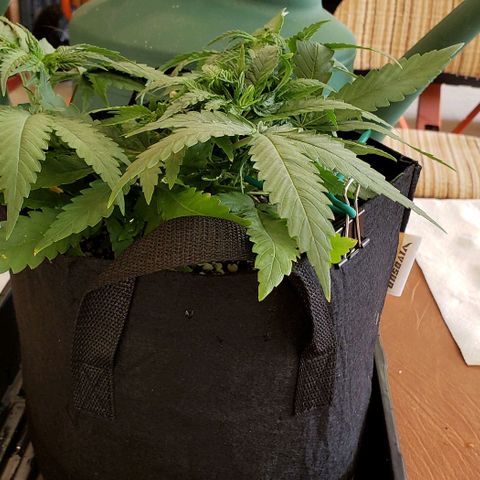 Girl Scout Cookie Extreme growlog photo: 13x12x5.5 inches