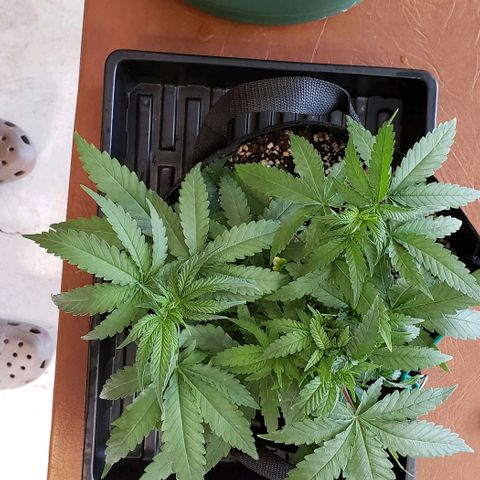 Girl Scout Cookie Extreme growlog photo: 13x12x5.5 inches