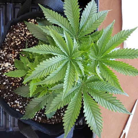 Trainwreck (Arcata cut) growlog photo: 10.5x10.5x5.5 inches