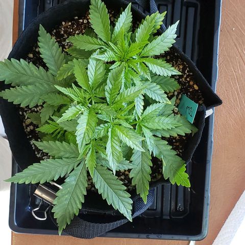 T-Dub (Trainwreck Heirloom) growlog photo: 11x9x5.75 inches