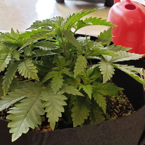 T-Dub (Trainwreck Heirloom) growlog timeline photo