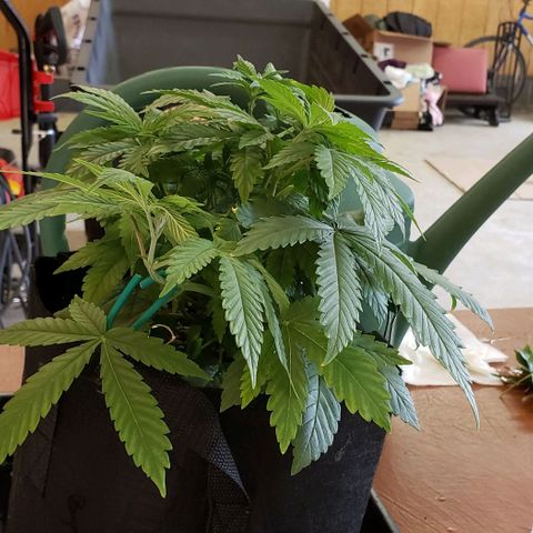 Hot Mess growlog photo: 14x14x7.5 inches