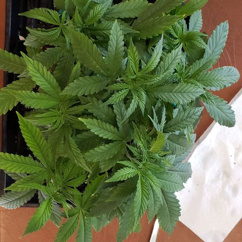 Hot Mess growlog photo: 14x14x7.5 inches