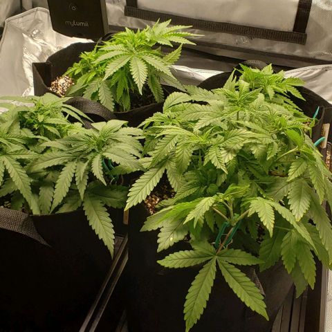 T-Dub (Trainwreck Heirloom) growlog timeline photo
