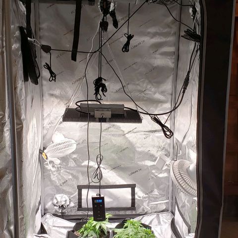 T-Dub (Trainwreck Heirloom) growlog timeline photo