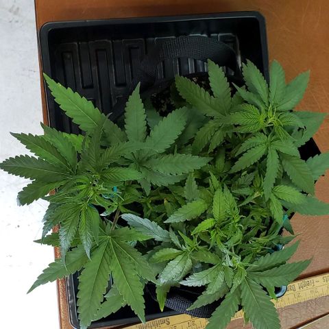 Girl Scout Cookie Extreme growlog photo: 14x13.5x5 inches