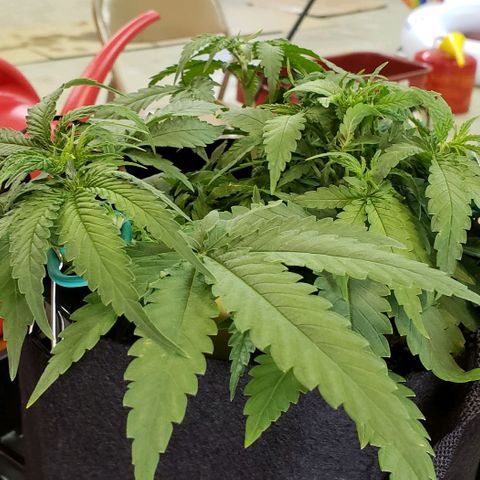 Girl Scout Cookie Extreme growlog photo: 14x13.5x5 inches