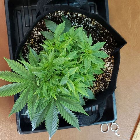 Trainwreck (Arcata cut) growlog photo: 9x9x6 inches
