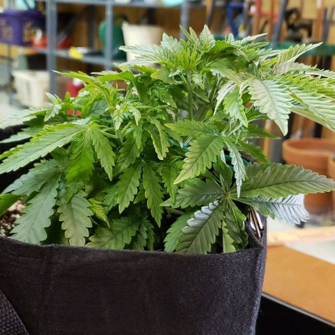 Trainwreck (Arcata cut) growlog photo: 9x9x6 inches