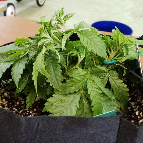 T-Dub (Trainwreck Heirloom) growlog photo: 10x9.5x4.5 inches