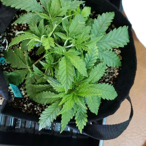 T-Dub (Trainwreck Heirloom) growlog photo: 10x9.5x4.5 inches
