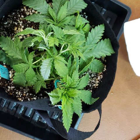 T-Dub (Trainwreck Heirloom) growlog photo: 10x9.5x4.5 inches