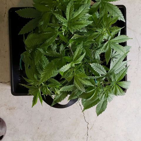 Hot Mess growlog photo: 15x13x7.5 inches