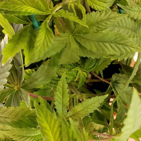 Hot Mess growlog photo: 15x13x7.5 inches