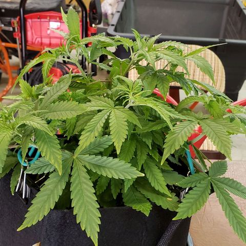 Hot Mess growlog photo: 15x13x7.5 inches