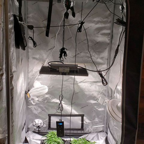 T-Dub (Trainwreck Heirloom) growlog timeline photo
