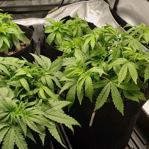 T-Dub (Trainwreck Heirloom) growlog timeline photo