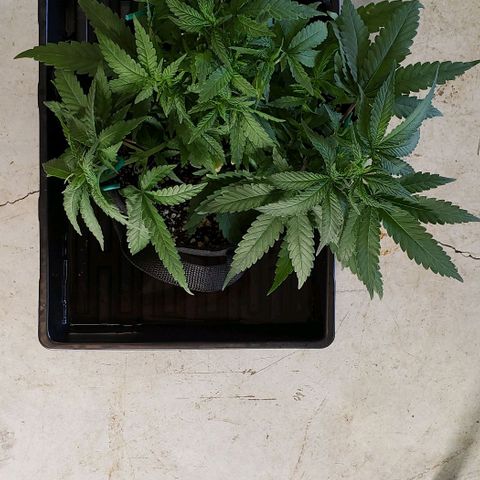 Girl Scout Cookie Extreme growlog photo: 13.5x12x6 inches