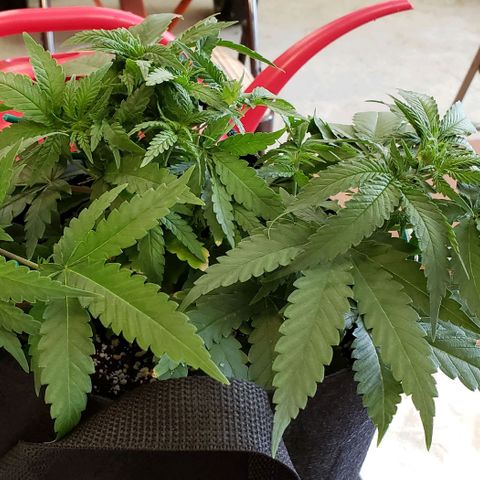 Girl Scout Cookie Extreme growlog photo: 13.5x12x6 inches