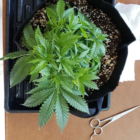 Trainwreck (Arcata cut) growlog photo: 11x9x6.5 inches