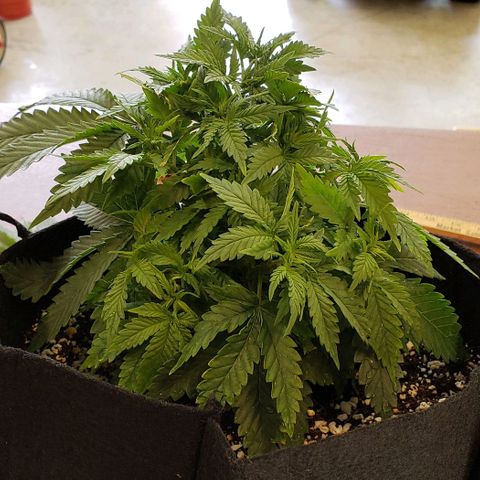 Trainwreck (Arcata cut) growlog photo: 11x9x6.5 inches