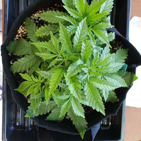 T-Dub (Trainwreck Heirloom) growlog photo: 10.5x9.5x6 inches