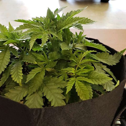 T-Dub (Trainwreck Heirloom) growlog photo: 10.5x9.5x6 inches