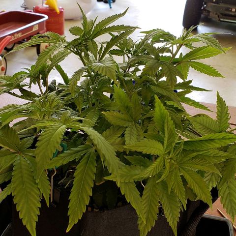 Hot Mess growlog photo: 15.5x15x9 inches