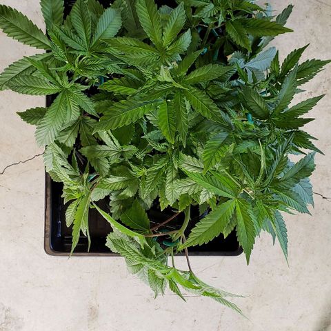 Hot Mess growlog photo: 15.5x15x9 inches