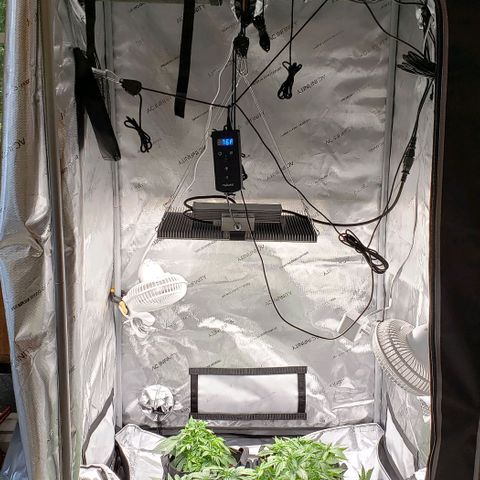 T-Dub (Trainwreck Heirloom) growlog timeline photo