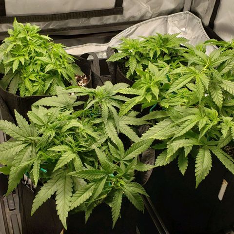 T-Dub (Trainwreck Heirloom) growlog timeline photo