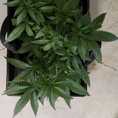 Girl Scout Cookie Extreme growlog photo: 14.5x14x6 inches
