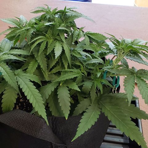 Girl Scout Cookie Extreme growlog photo: 14.5x14x6 inches
