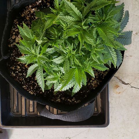 Trainwreck (Arcata cut) growlog photo: 10x8.5x6.75