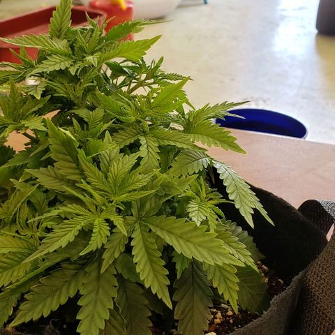 Trainwreck (Arcata cut) growlog photo: 10x8.5x6.75