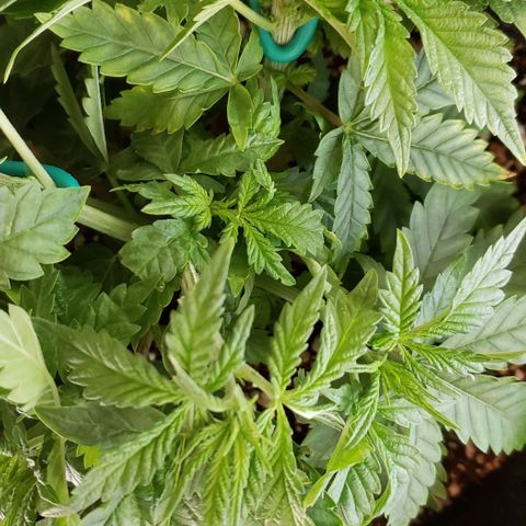 T-Dub (Trainwreck Heirloom) growlog photo: 10.5x8x6 inches